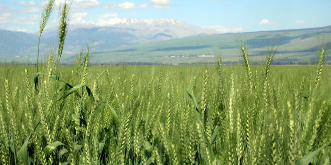 زراعة القمح في السعودية