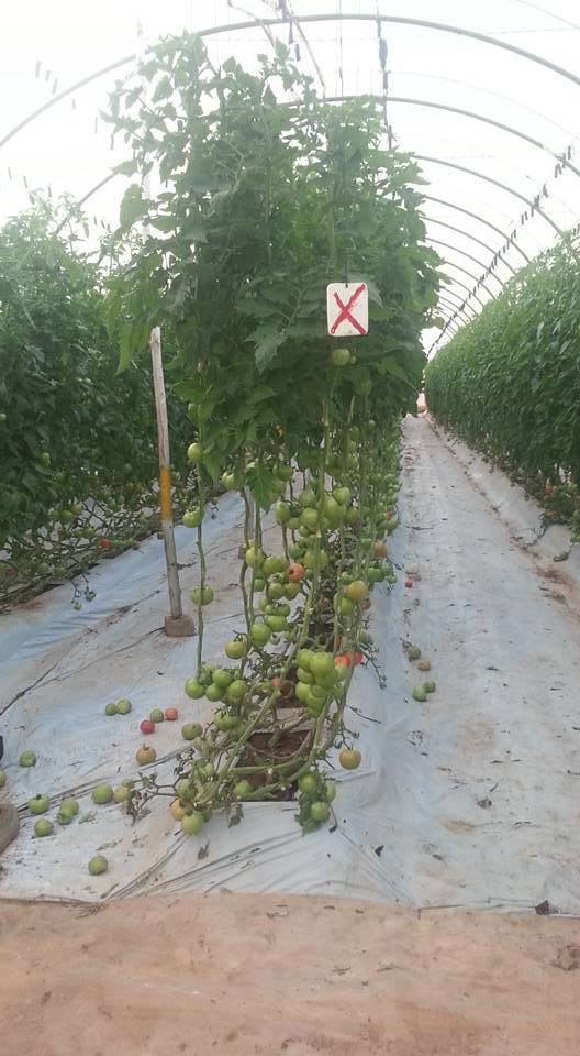 26241568_1748292638576270_1513827357_n