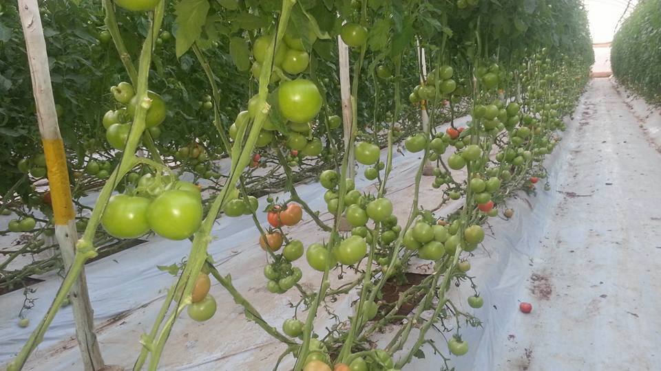 26551454_1748292635242937_1538164898_n