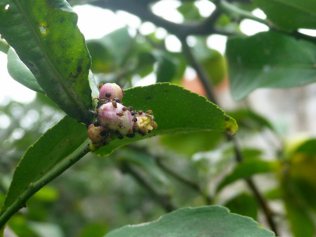 Profert-le-puceron-brun